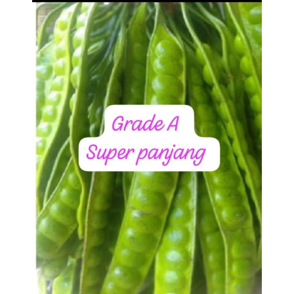 

paket Pete super panjang grade A 2 ikat (20 lonjor). per papan isi 13-17 mata.