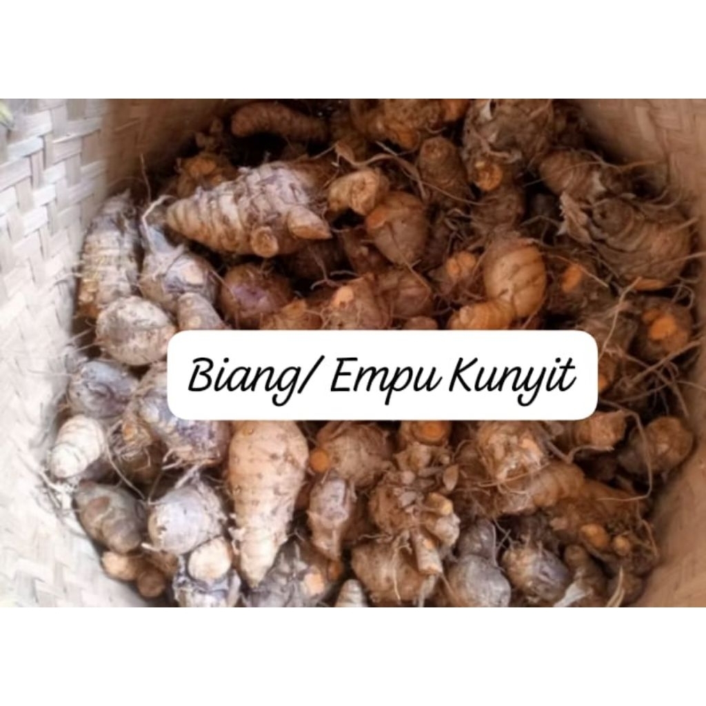

Biang Empu Kunyit Kuning Segar 1Kg – Kunyit Fresh Pilihan untuk Herbal & Masakan