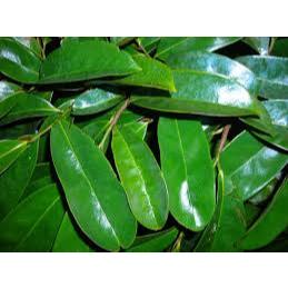 

PROMO daun sirsak segar 100 lembar 9000, segar/frees setok d pohon petik langsung kirim