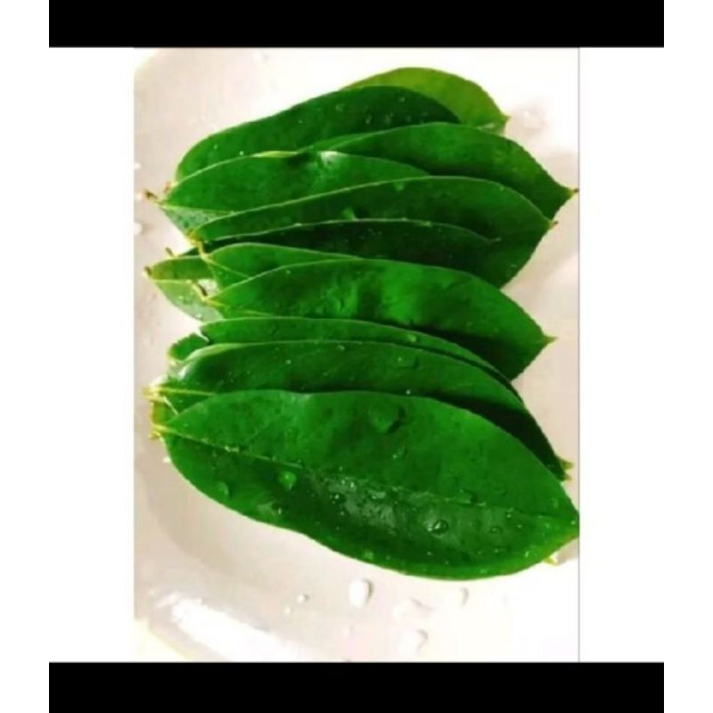 

Daun Sirsak segar untuk herbal