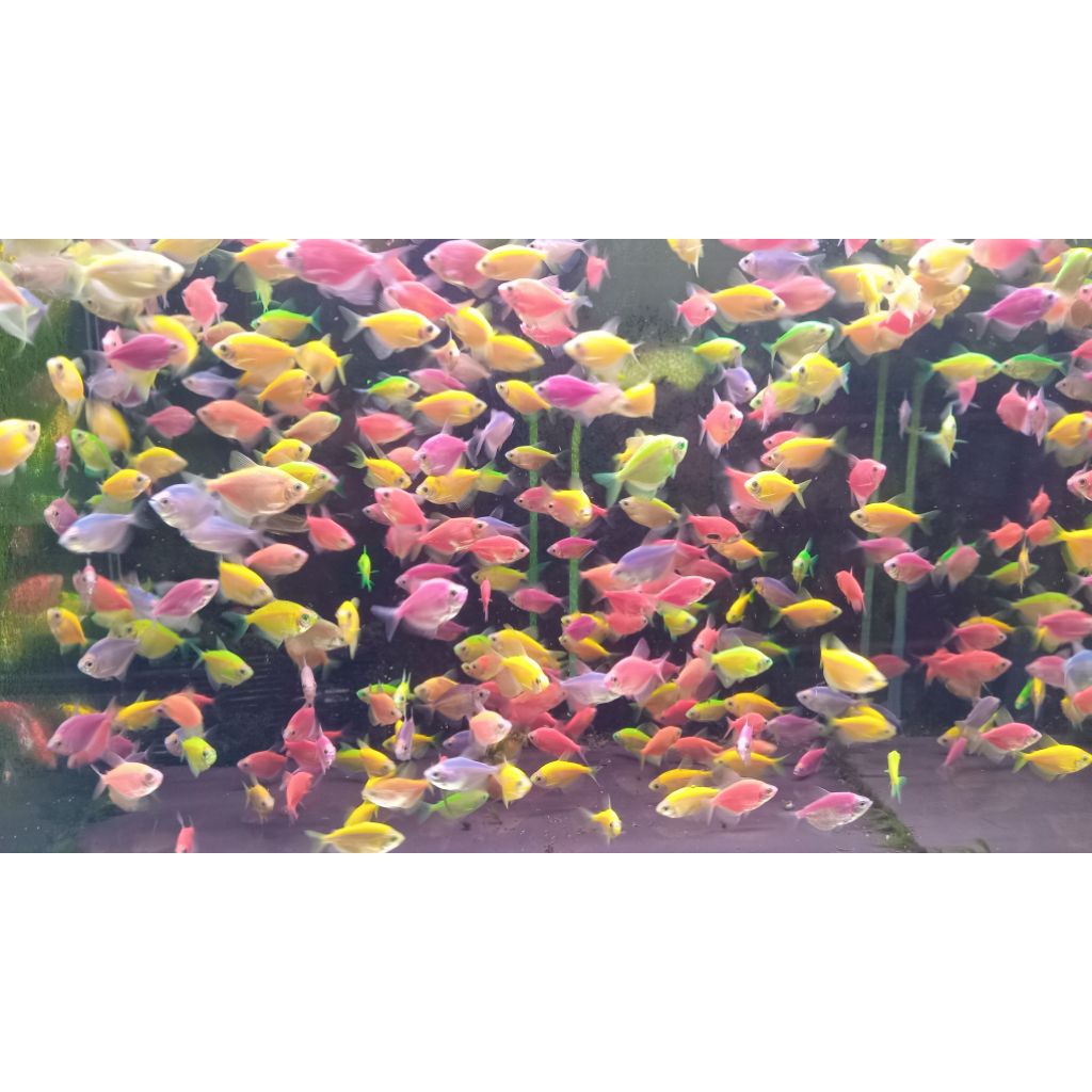 hiasan aquarium glow fish