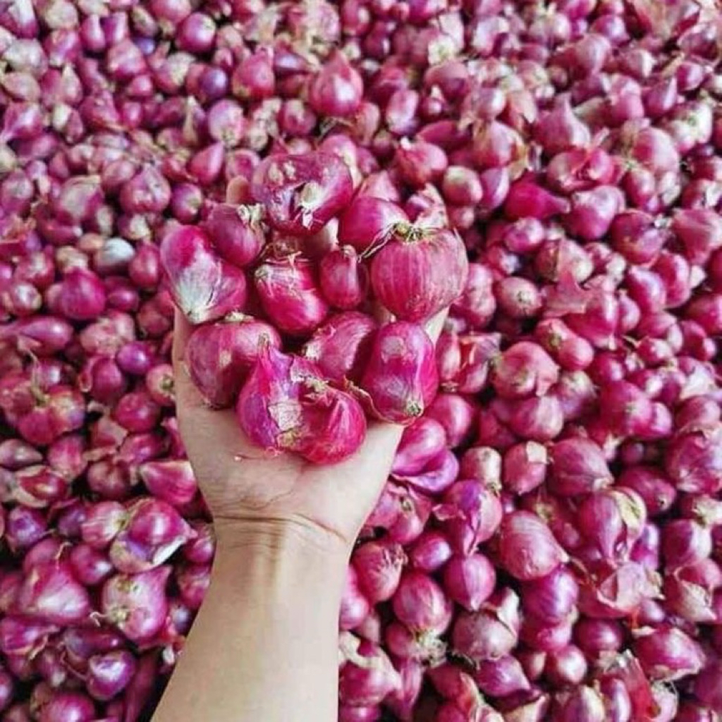 

BAWANG MERAH BREBES KERING 1KG//BRAMBANG BREBES//BAWANG MERAH MURAH KERING