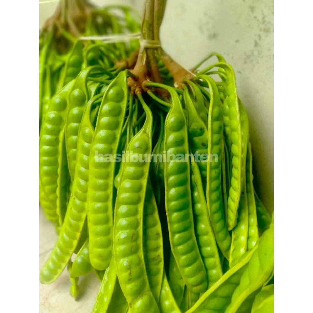 

PETE PETAI PADI SUPER KULITAS TERBAIK ISI 10 PAPAN LONJOR TUA