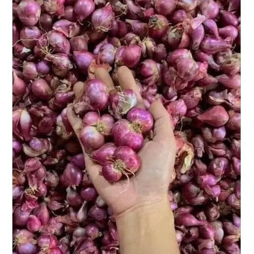

Bawang merah super, ukuran Besar berat 1/2-1kg