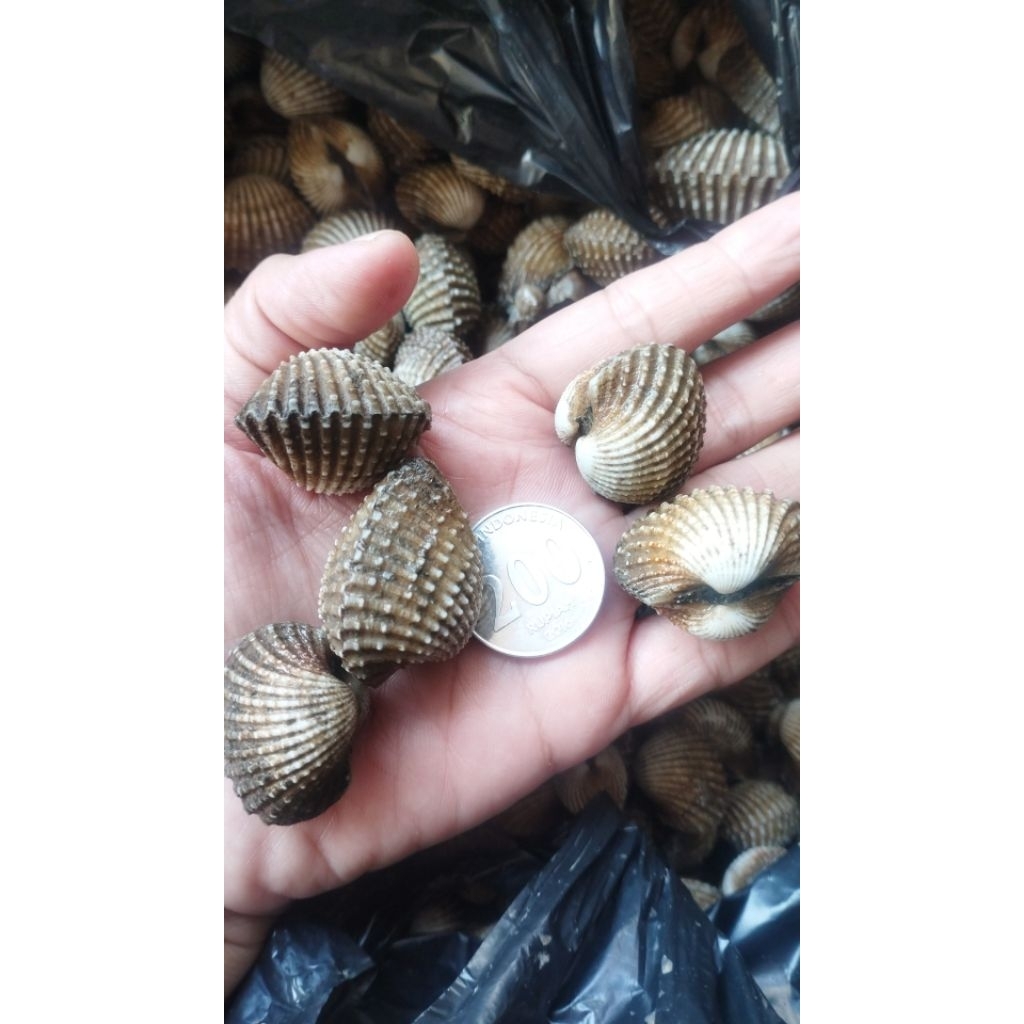 

Kerang Dara Kerang Manis