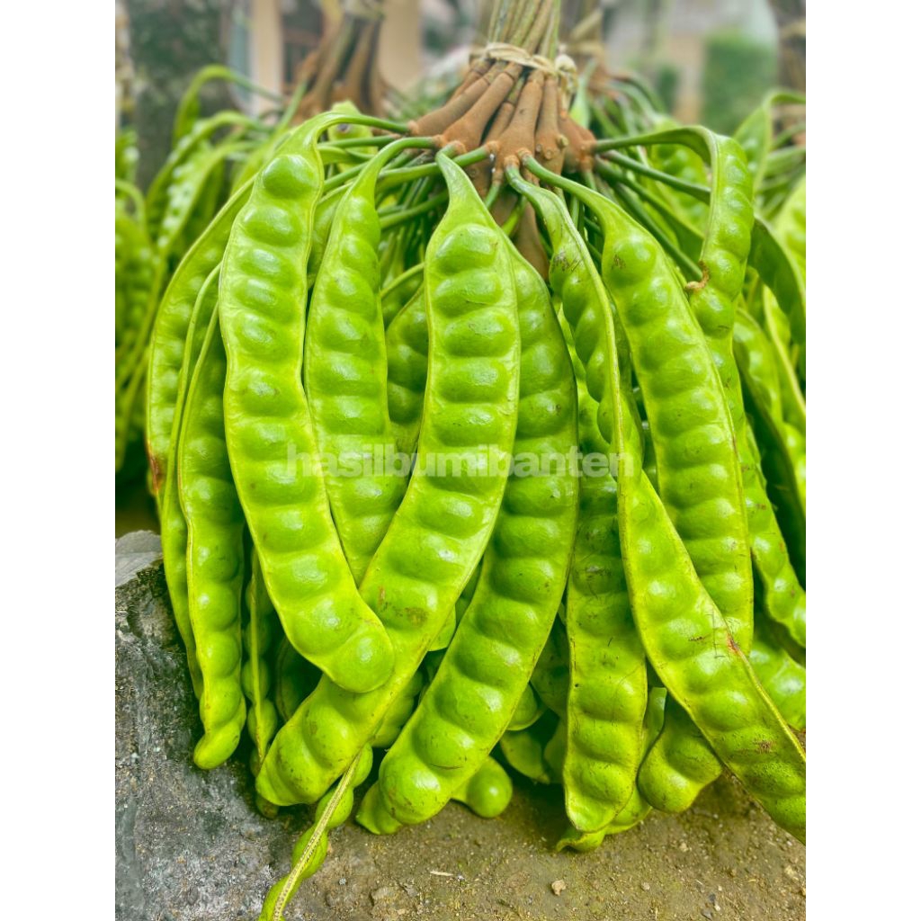 

PETE PETAI PADI PENDEK ISI 20 PAPAN LONJOR TUA SUPER