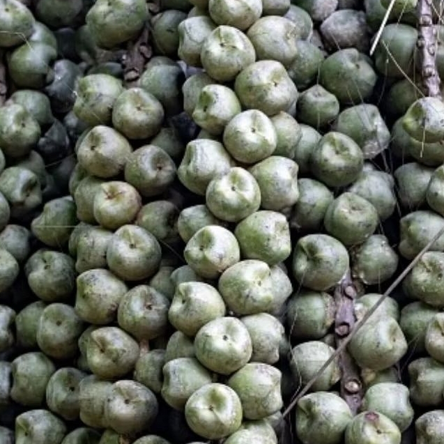 

Buah. Aren original 1kg