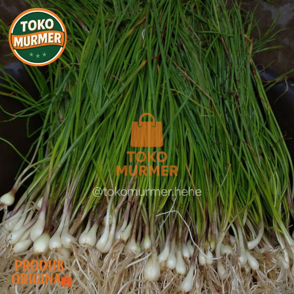 

Tanaman bawang batak atau bawang lokio atau bawang kuncay segar 500 gram