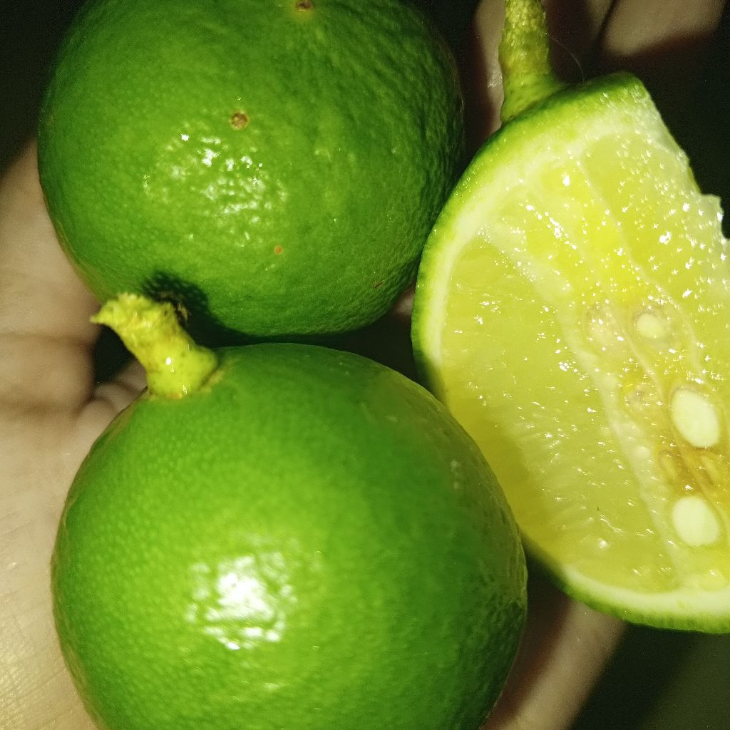 

JERUK NIPIS SEGAR (Baru Petik)/Jeruk nipis/ Jeruk wedang/jeruk langsung dari pohon