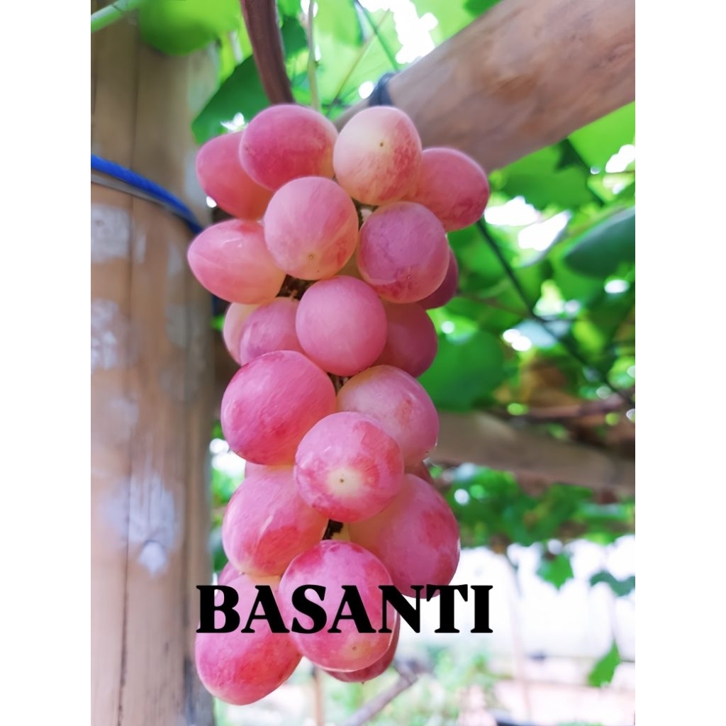 

Bibit Anggur Basanti