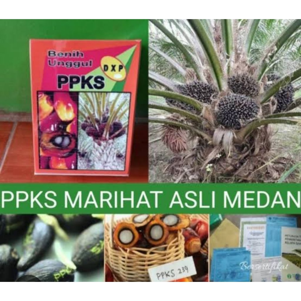 Bibit Kelapa Sawit DxP Marihat Super Asli Medan – Varietas Unggul PPKS(Pertumbuhan kuat, adaptif di 
