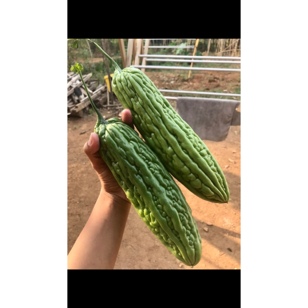 Benih pare opal panah merah