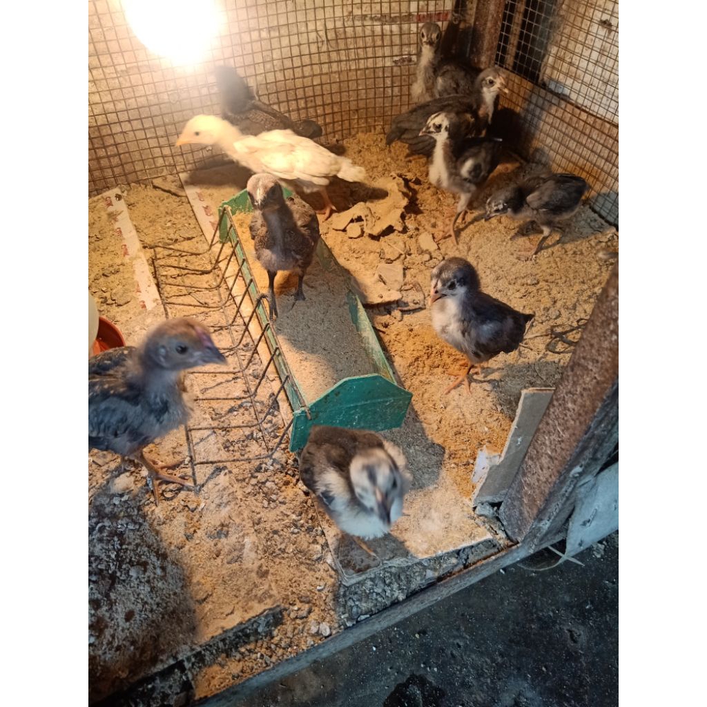ANAK AYAM KAMPUNG UMUR 1BULAN UP
