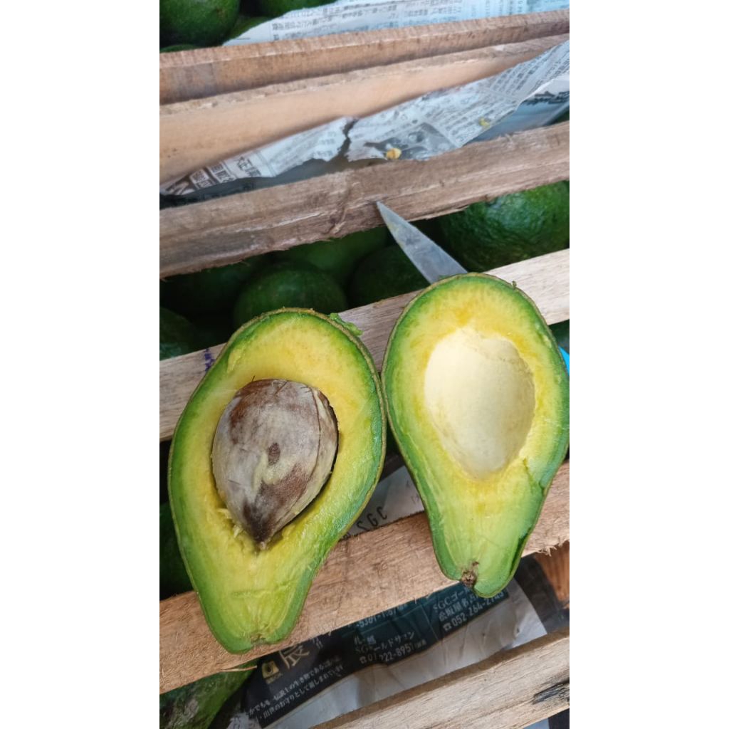 

Alpukat Mentega Ukuran Besar