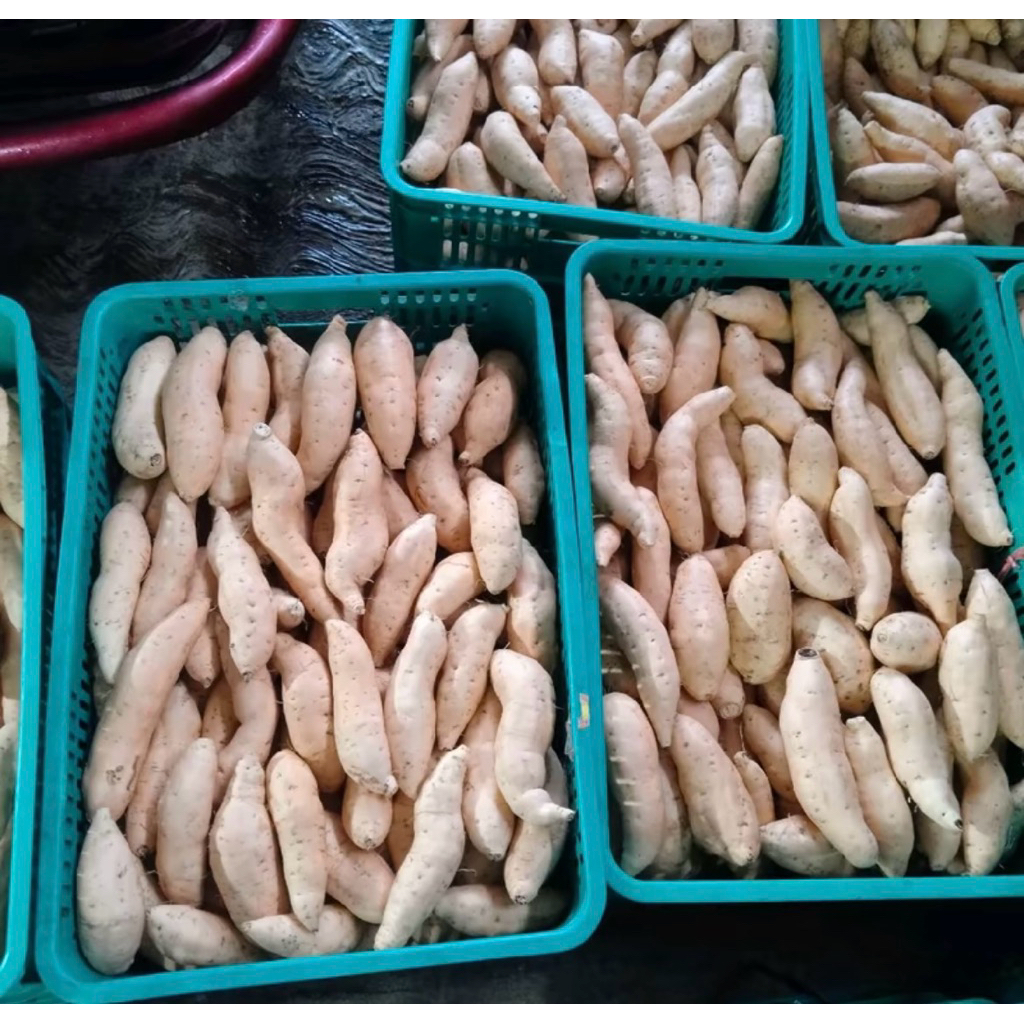 

Ubi Madu Cilembu 1Kg Telo Madu - Ubi Mentah - Makanan Sehat