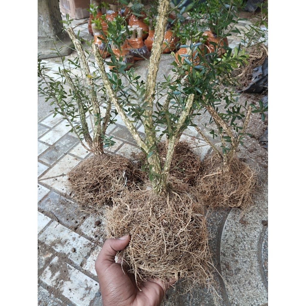 bonsai boksus akar mantap boxus