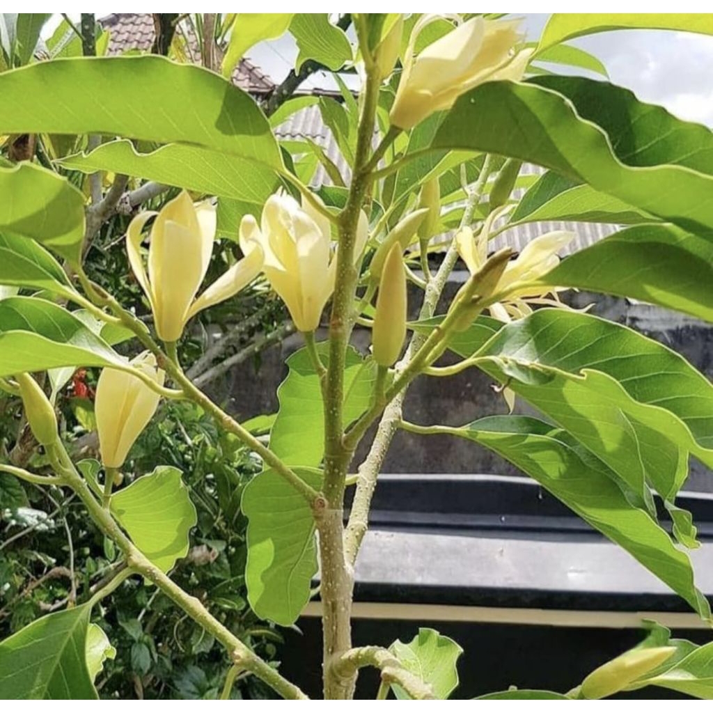 Pohon Kantil / Cempaka Bunga Kuning Bibit Tanaman Pohon Bunga Kantil