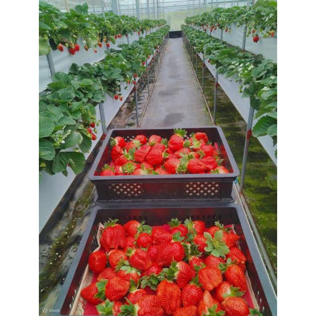 

Strawberry Asli 100% Organik Malangbong