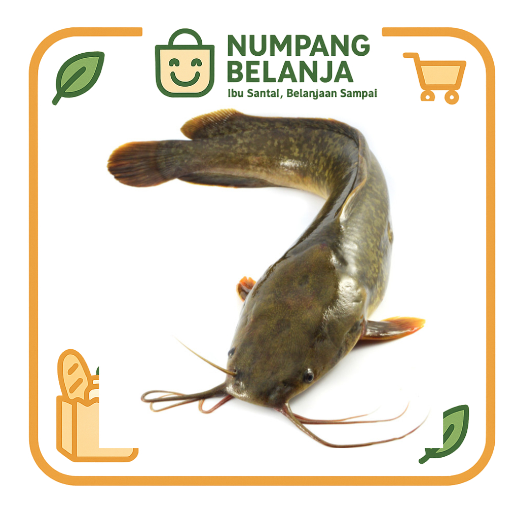 

ikan lele fresh [500g]