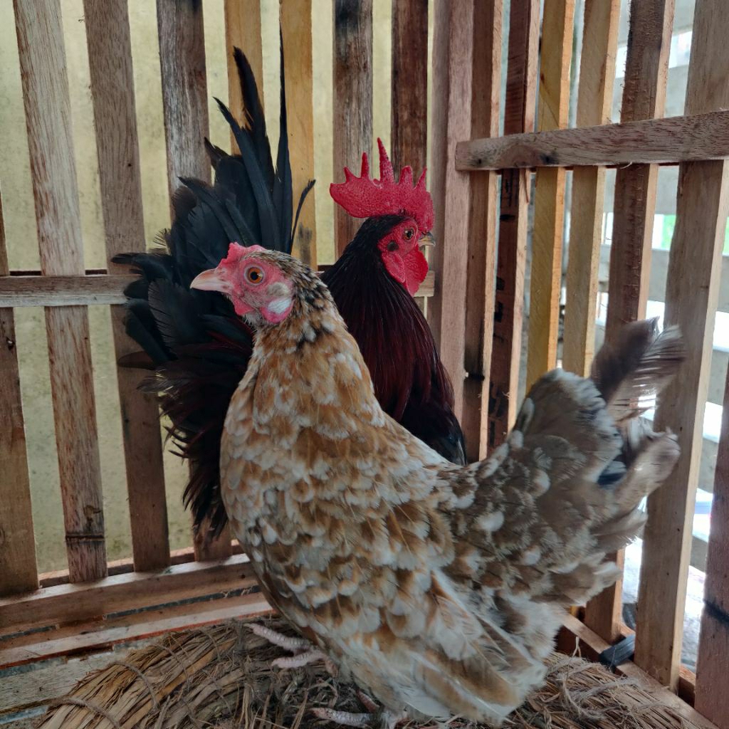 

Telur Tetas Ayam Kate pendek Fertil Buat di Tetaskan