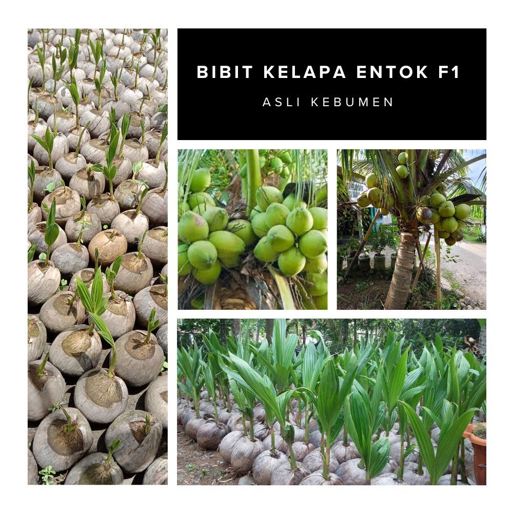 100% ASLI  Pusat Bibit Kelapa Pendek Entok F1 Genjah, Bibit Kelapa Pendek Entok Terdekat F1 Genjah
