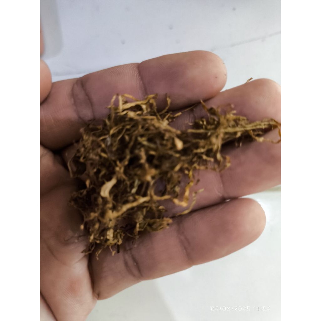 Serat nanas sarang burung kenari