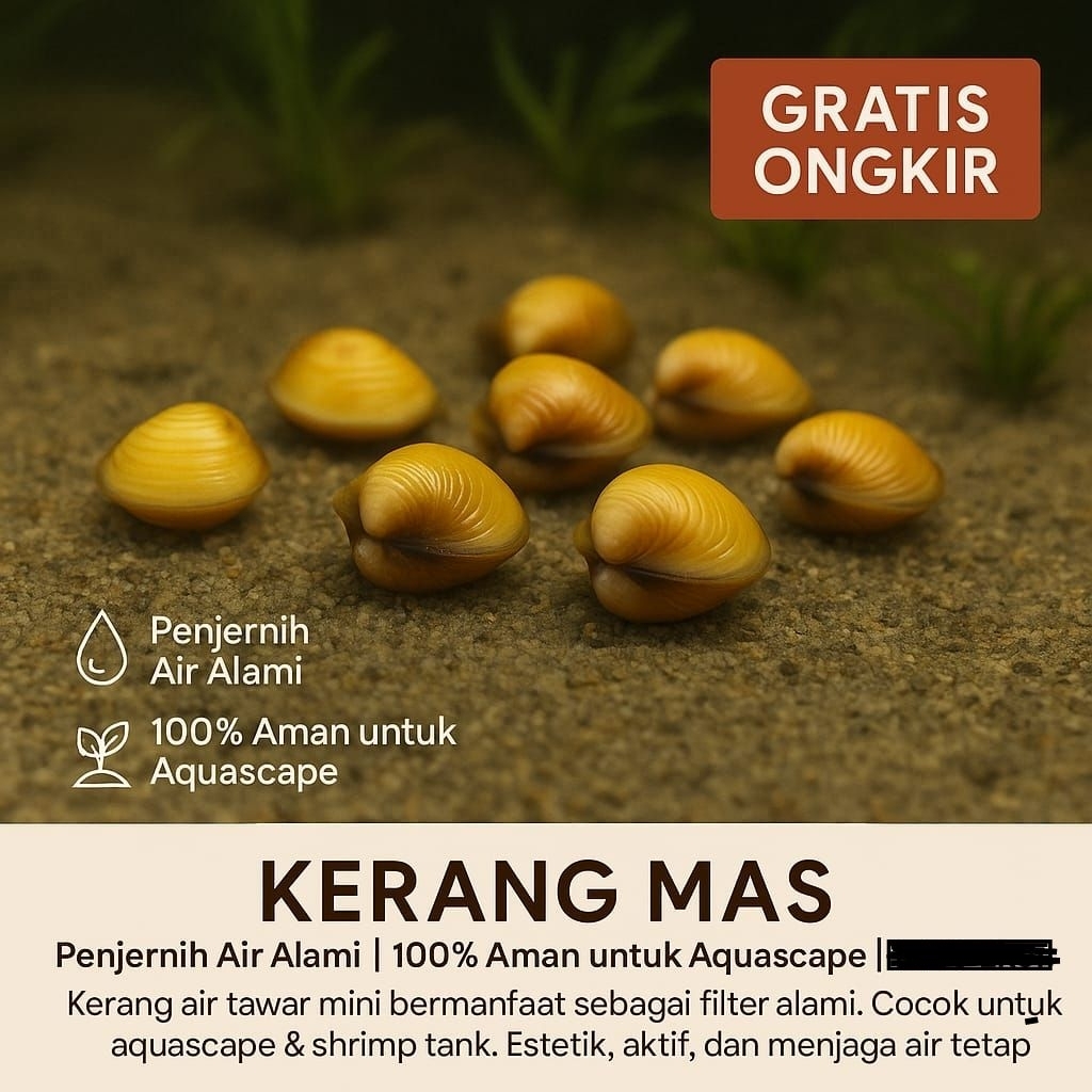 Kerang Hias kerang mas kerang Remis penjernih air aquarium Aquascape hiasan Aquarium Aquascape pembe