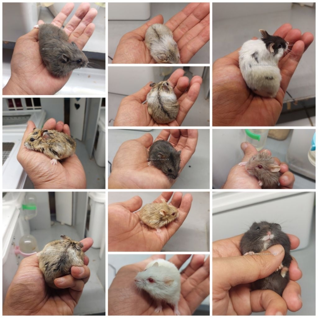 Hamster Campbell Dominan, Lilac, White, Panda, Black, Opal, Dove,  Sehat Lucu dan Menggemaskan