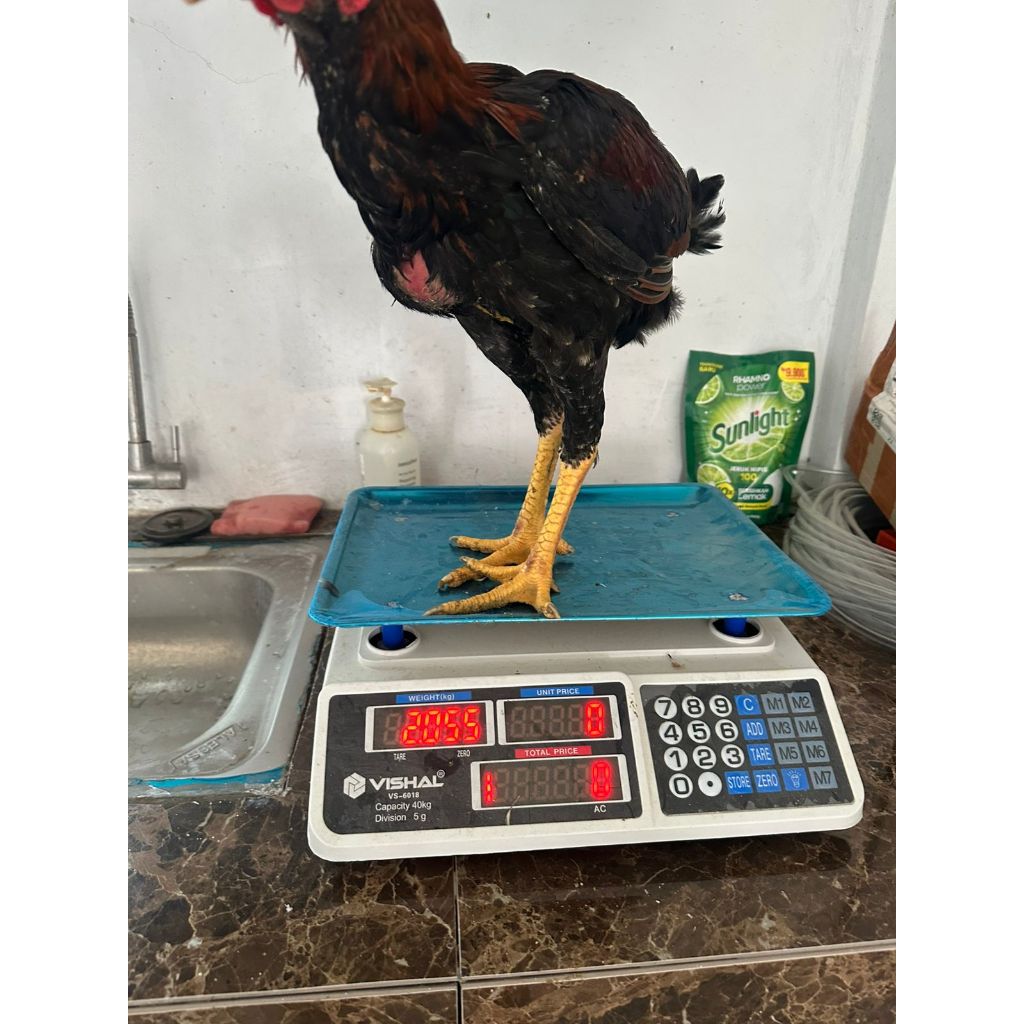 Ayam kampung asli muda jantan betina hidup potong bersih