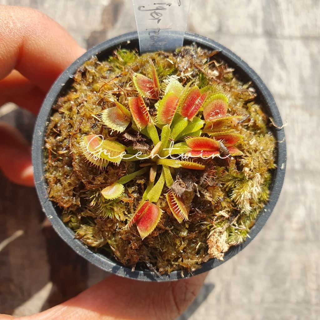 tanaman karnivora | vft tiger teeth | venus