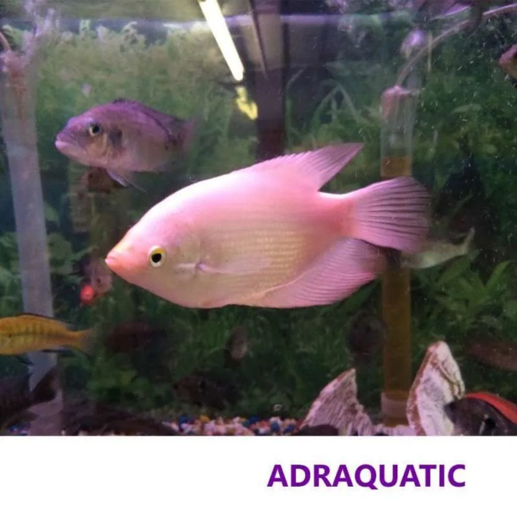 Hiasan Aquarium Gurame Padang