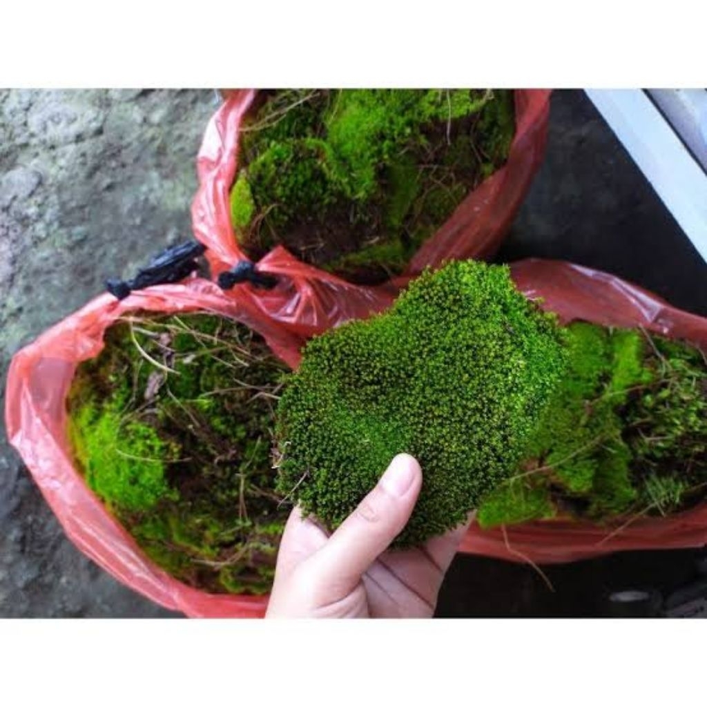 Termurah Living Moss 1Kg | Lumut Hidup | Lumit Lempeng | Lumut Hutan Alami 1Kg Media Tanam
