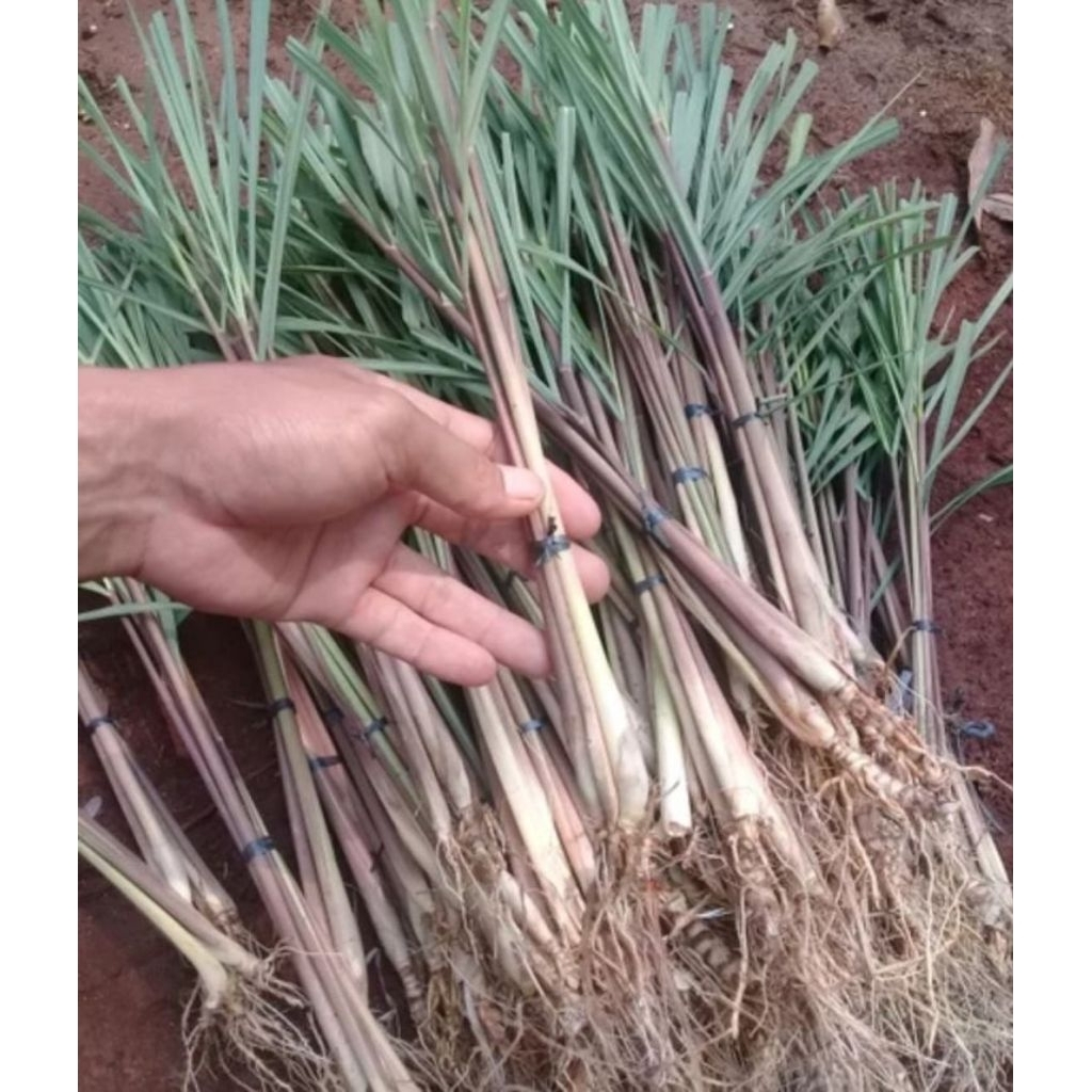 

Sereh Wangi Segar 1kg ( Batang Dan Bibit ) | Serai Wangi | Serai Merah