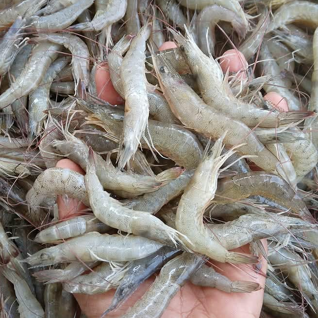 

Udang Segar 1Kg Udang Api Segar Udang api Utuh