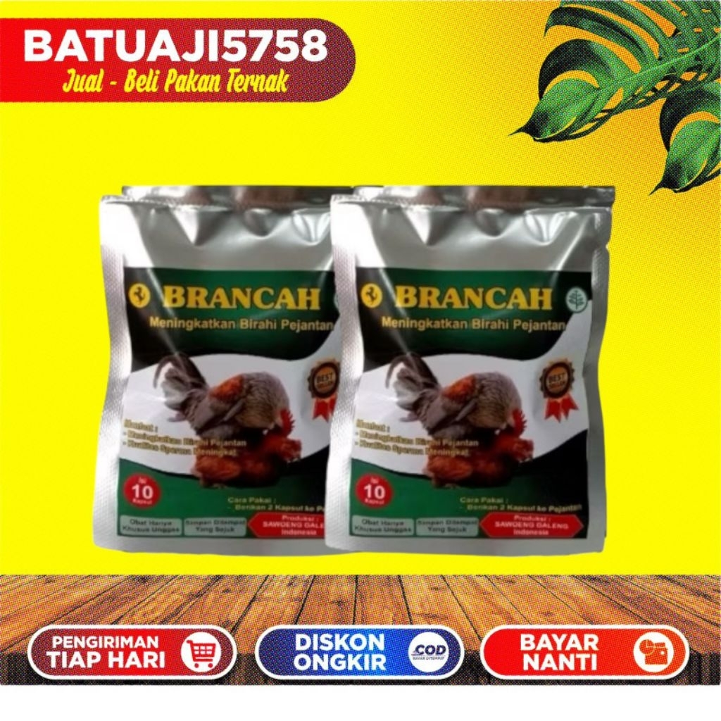 Brancah Penambah Birahi Ayam Jantan