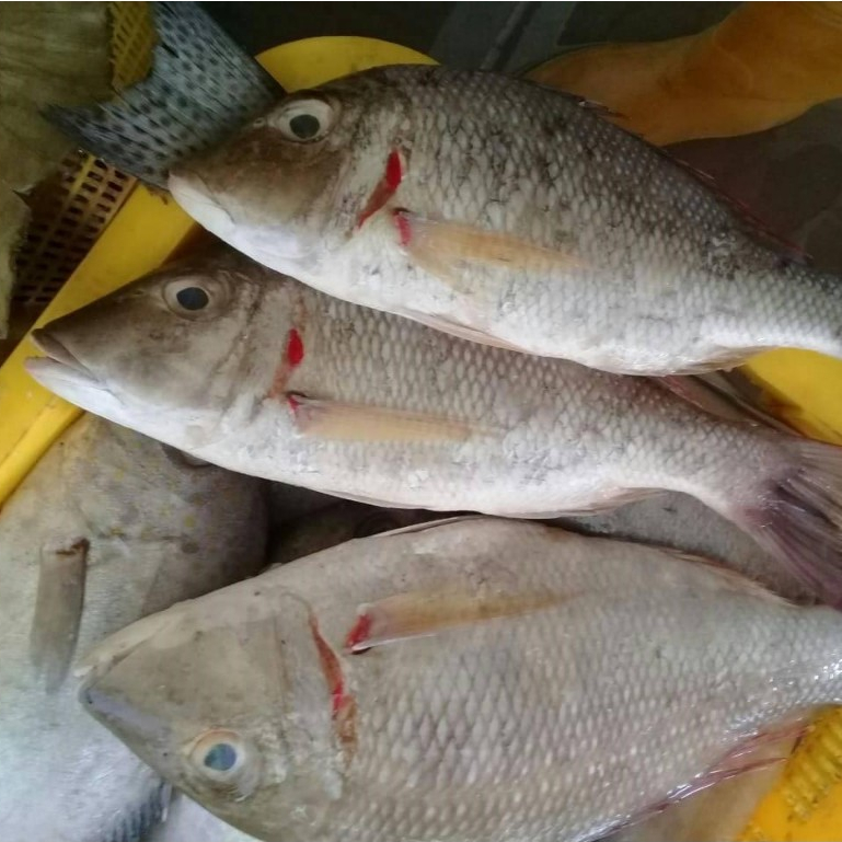 

Ikan Kakap Merah Segar 1Kg Ikan Kakap Merah Lencam Ikan Lencam