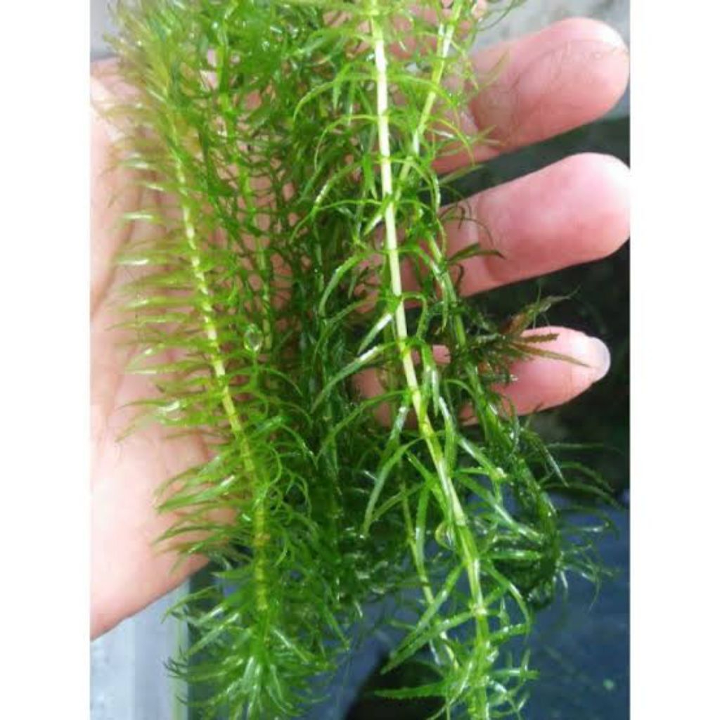 ganggang air tawar hydrilla