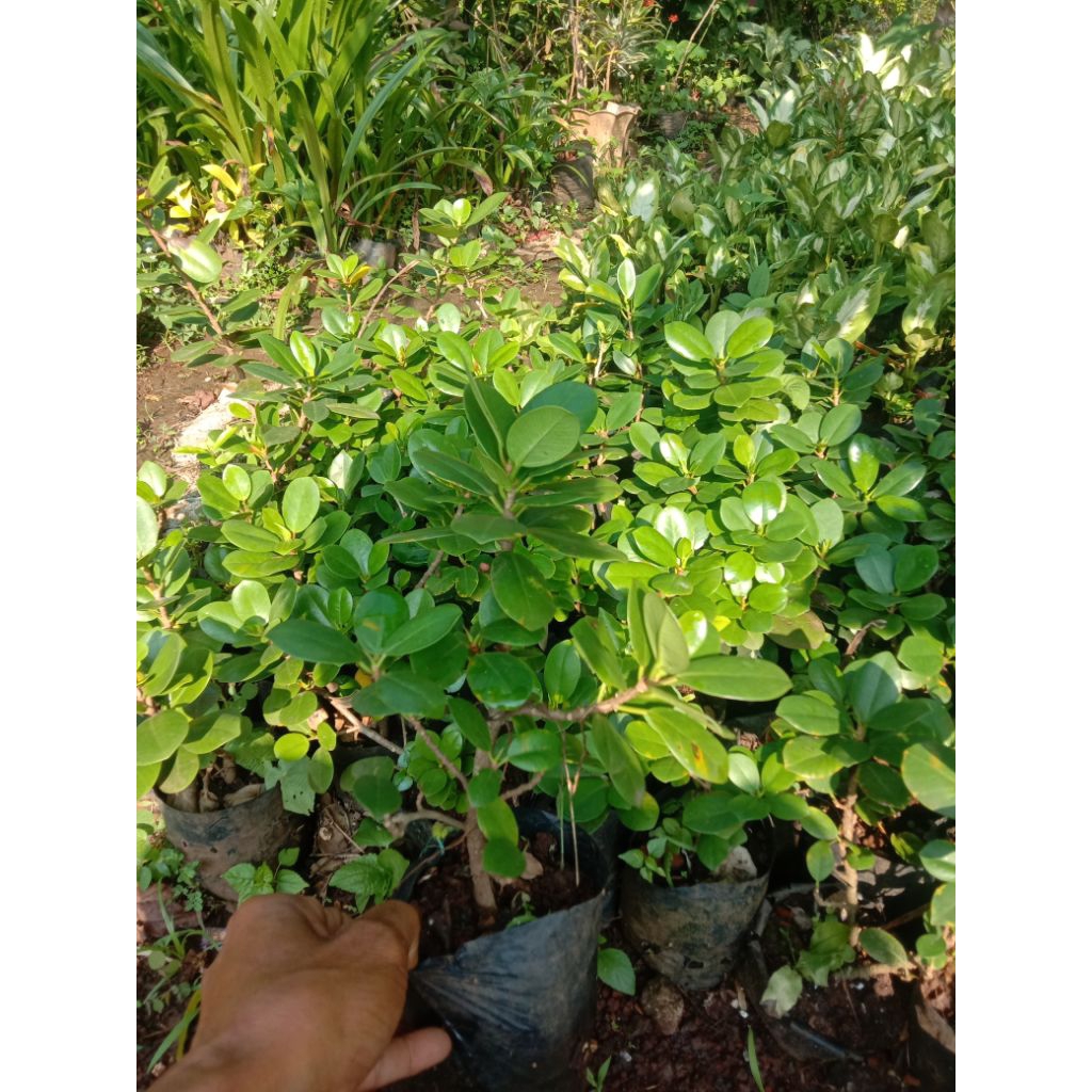 bibit tanaman bonsai beringin korea pohon beringin korea