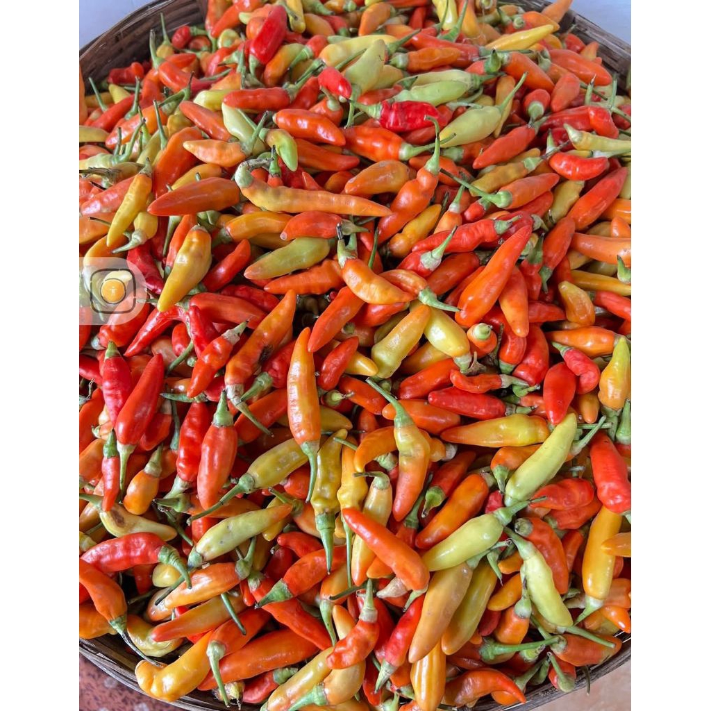 

Cabe Rawit Merah ORI Super Pedas Fresh Kwalitas premium