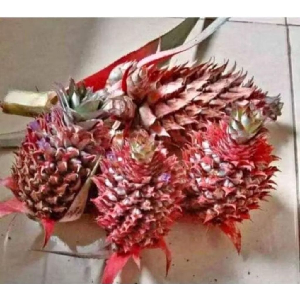 

Nanas Muda Herbal Pelancar Haid 100% Alami