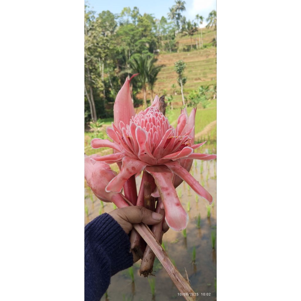 

KECOMBRANG SEGAR LANGSUNG METIK DARI KEBUN