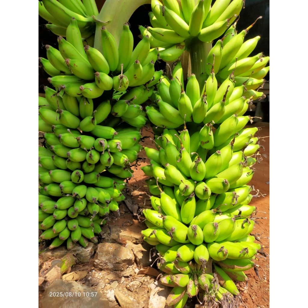 

BONGGOL PISANG RAJA MULI