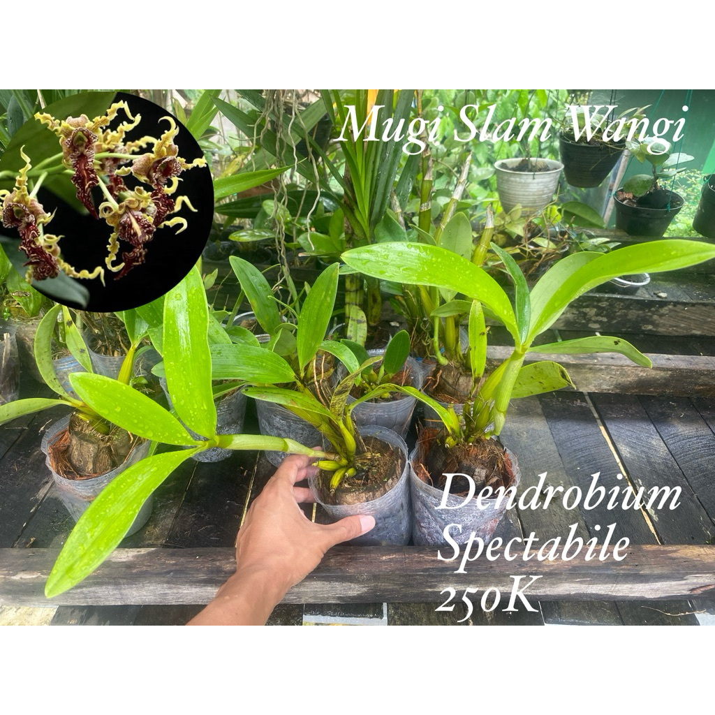 Anggrek Dendrobium Spectabile
