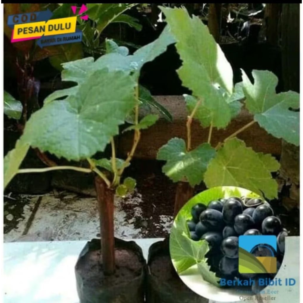 

bibit tanaman anggur hitam lokal (beli 5 bonus 1)