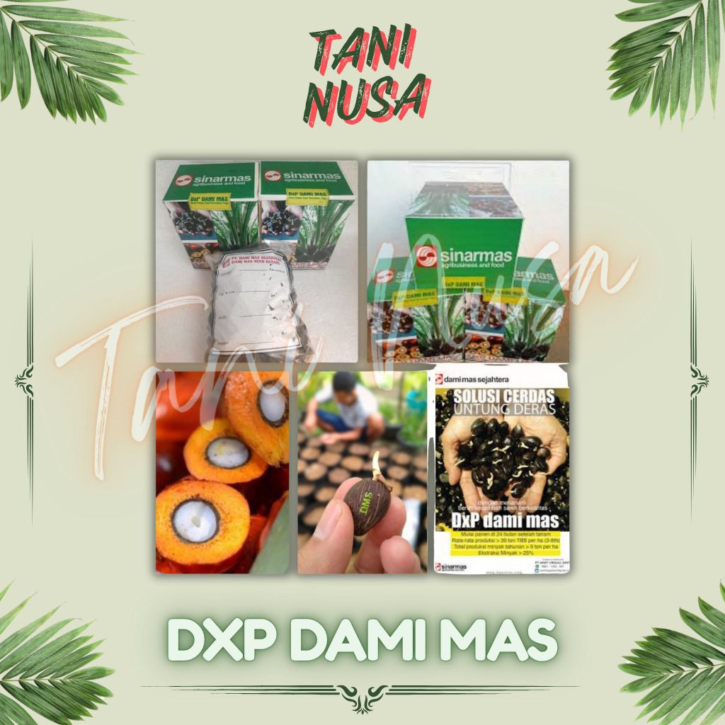 Benih Bibit Kecambah Sawit Varietas Unggul DxP DAMI MAS Pelepah Pendek Unggul