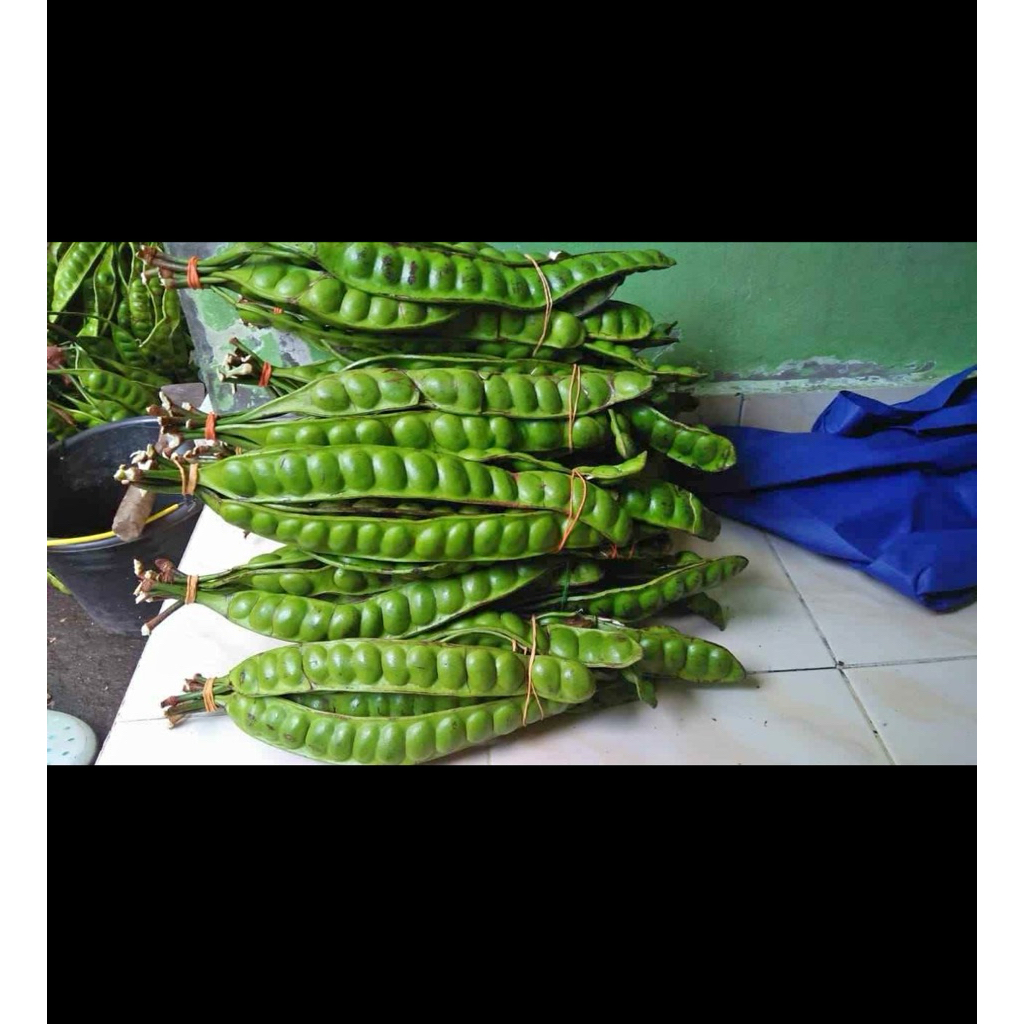 

pete tua isi 1 lonjor