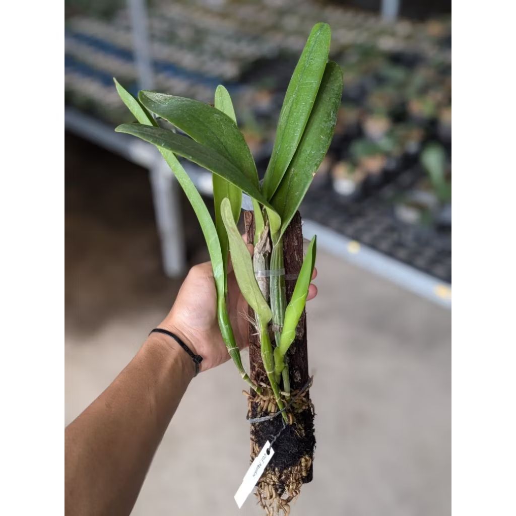 Anggrek Catleya Mantini Bunga Ungu