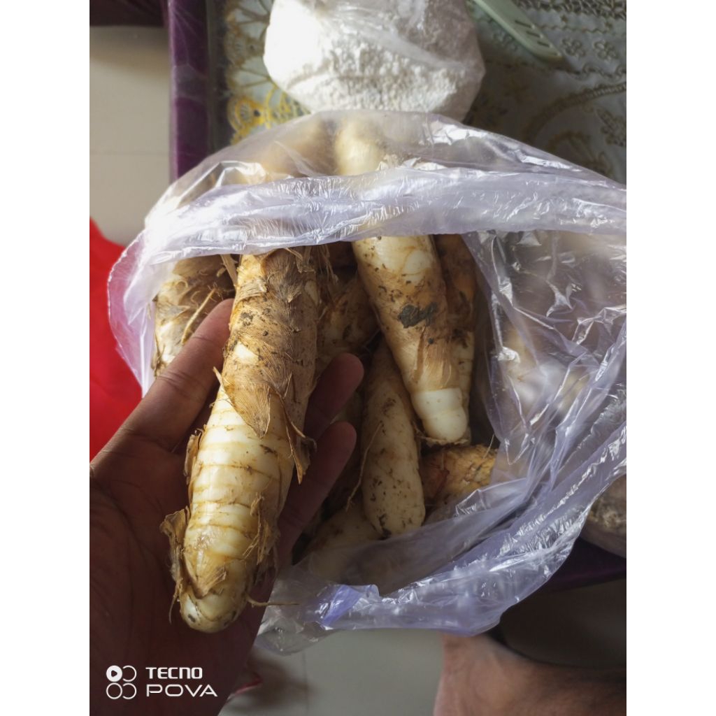 

Umbi lerut palerut garut asli obat asam lambung magh