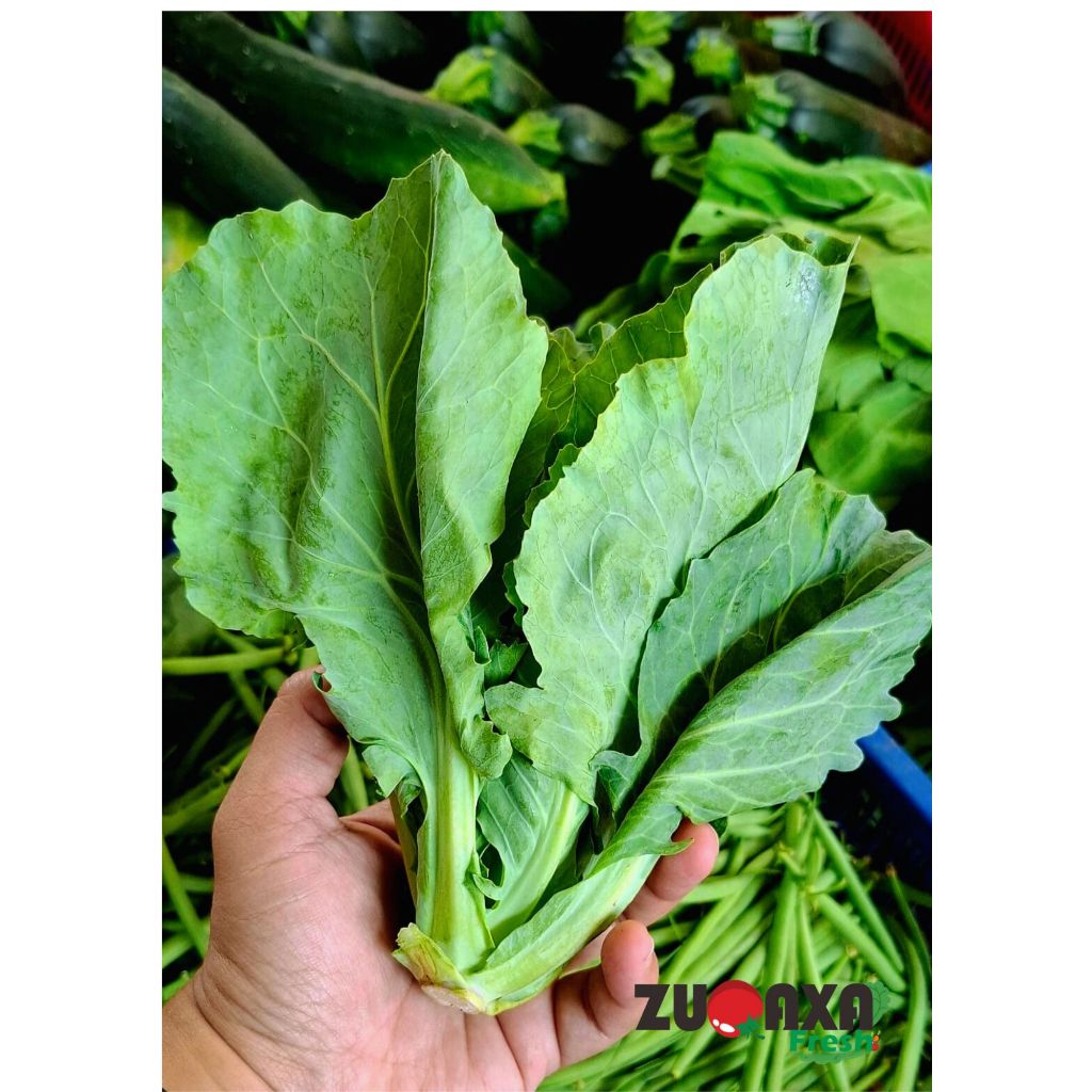 

Ceciwis / keciwis / cuciwis