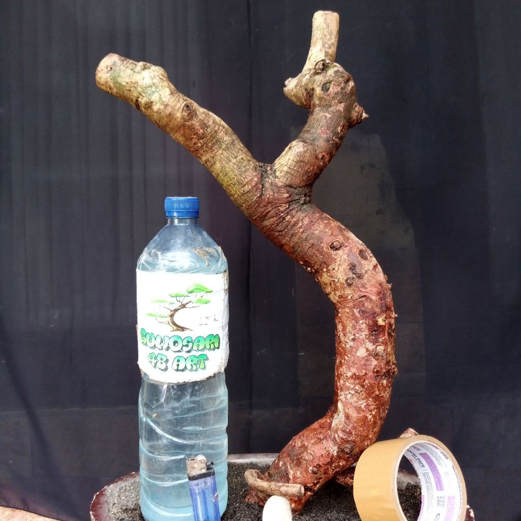 Bahan Bonsai Juwet atau Jamblang Dongkelan Formal Meliuk Medium Size Real Pict